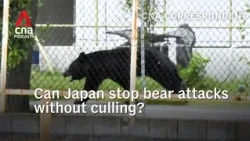 Can Japan stop bear attacks without culling? | CNA Correspondent