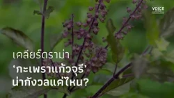 Clearing Up the "Kaew Juri Holy Basil" Drama: Should You Be Concerned?