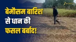 Lucknow में बारिश से धान की फसल बर्बाद, किसान मांग रहे मुआवजा
