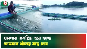 ভোলায় জনপ্রিয় হয়ে হচ্ছে ভাসমান খাঁচায় মাছ চাষ | Bhola | Floating Cage Fish Farming | Boishkahi News