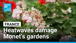 Heatwaves damage Monet's gardens in the North of France • FRANCE 24 English