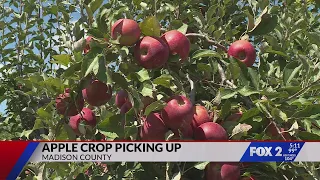 Local apple crops strong heading into picking season 