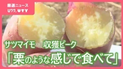 『栗よりうまい十三里』で10月13日は「サツマイモの日」　県内でもサツマイモの収穫がピークを迎える　山梨・北杜市