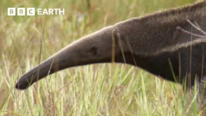 Tracking the Elusive Giant Anteater in Guyana | BBC Earth