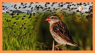 Nairobi Flyways declaration: Stakeholders sign deal to protect migratory bird routes
