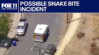 Snake bite reported in Valencia