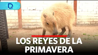 The kings of spring | Domingo al Día | Peru