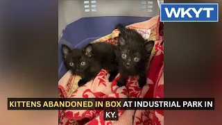 Kittens abandoned in box at industrial park in Ky.