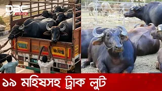 রাজশাহীতে মহাসড়কে গতিরোধ করে ১৯ মহিষসহ ট্রাক লুট | DBC NEWS