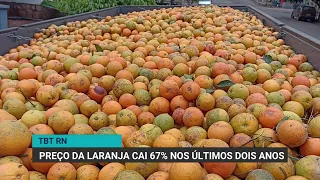 Orange prices drop nearly 67% in two years on the Brazilian market | TBT RN