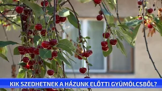 Kik szedhetnek a házunk előtti gyümölcsből?