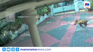 അങ്കമാലിയിൽ ജനവാസമേഖലയിൽ കാട്ടുപന്നിയിറങ്ങി | Angamaly
