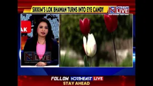 Tulips Turn Sikkim’s Lok Bhawan into Garden of Colours