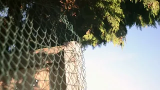 PSA - Overhanging Limbs