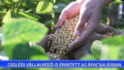 Ceglédi vállalkozó is érintett az áfacsalásban