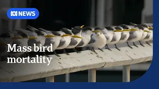 H5 bird flu testing underway for mass mortality of terns on SA island | ABC NEWS