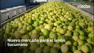 NEW MARKET FOR TUCUMÁN LEMONS