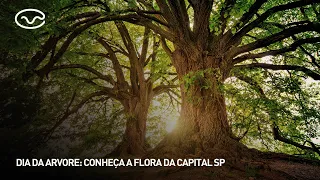 Arbor Day: Discover the flora of the capital of São Paulo