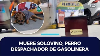 Solovino, a dog adopted by gas station workers in Toluca, Edomex, killed after being struck by a ...