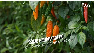 How to Make Money Growing and Selling Chili Peppers 🌶️👨‍🌾 - TvAgro by Juan Gonzalo Angel