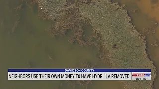 Davidson County neighbors use their own money to remove hydrilla