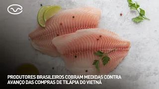 Brazilian producers demand measures against the surge in tilapia imports from Vietnam