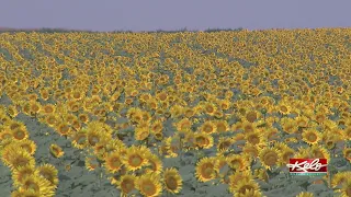 SD farmers & ranchers dealing with drought