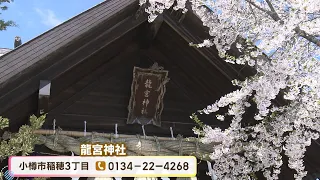 [Otaru] Learn Authentic Kagura, Shrine Maiden Experience, and 2 Gourmet Highlights! Premium Galet...