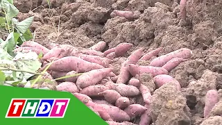 12 types of sweet potatoes