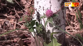 Алма бағының бүгінгі күйі