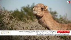 ارتفاع قياسي لأسعار لحم الإبل بالعيون وجمعيات حماية المستهلك والمهنيين والكسابة يدعون إلى التدخل
