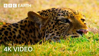 The Amazing Wildlife of Africa in Stunning 4K | BBC Earth