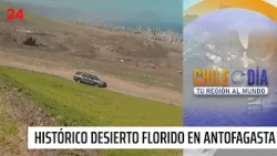 Blooming desert: Antofagasta hills turn green | 24 Horas TVN Chile