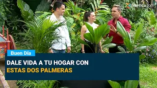 Dale vida a tu hogar con estas dos palmeras