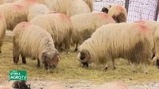 Plan for Resuming Sheep and Goat Exports 09/07/2026