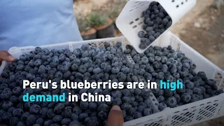 Peru's blueberries are in high demand in China