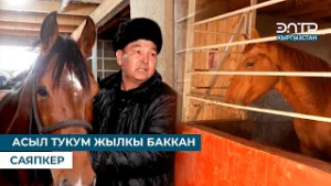 АСЫЛ ТУКУМ ЖЫЛКЫ БАККАН САЯПКЕР