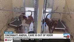 Cincinnati Animal CARE at critical capacity, asks for community’s help