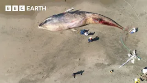 Why Did This Whale Turn up Dead in San Francisco? | BBC Earth