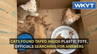 Cats found taped inside plastic tote, officials searching for answers