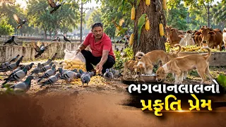 હિંમતનગરમાં જીવદયાની અનોખી મિસાલ, પક્ષીઓ માટે રોજ 120 કિલો મકાઈના ડોડા; ભગવાનલાલ મારવાડીની પહેલ
