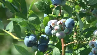 Сезон сбора. Урожай голубики  Пинском районе