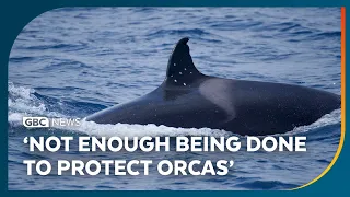 Nautilus Project says not enough being done to protect orcas