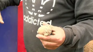 Πατάτα Νευροκοπίου: Στήριξη των Παραγωγών και Ανάπτυξη του Πρωτογενούς Τομέα