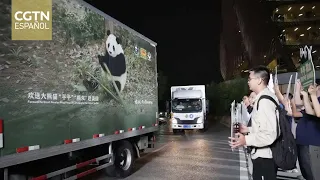 Giant panda pair leaves for Zoo Atlanta, where they will stay for 10 years