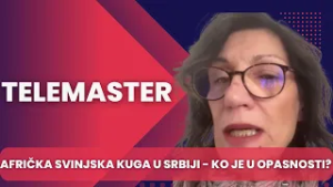 TELEMASTER - Africka svinjska kuga u Srbiji - U toku je sprovodjenje propisanih mera