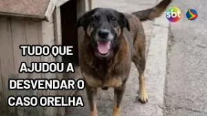 Cão Orelha: Polícia utilizou imagens e dados de celular para desvendar caso