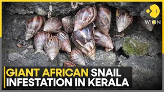 Major Infestation In Idukki, Thrissur, Kannur, Malappuram & Kottayam | WION