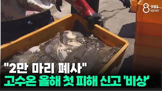 "20,000 Fish Dead"... First Report of High Water Temperature Damage This Year 'Emergency'/JIBS/Je...