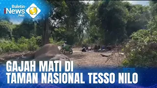 Gajah Mati Di Taman Nasional Tesso Nilo | BULETIN iNEWS PAGI